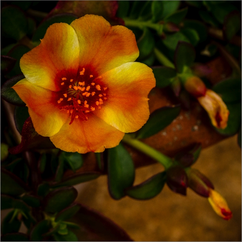 Best Junior Image of the Month